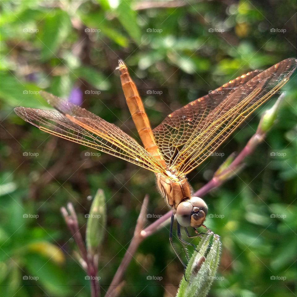 Yellow dragonfly in the sun