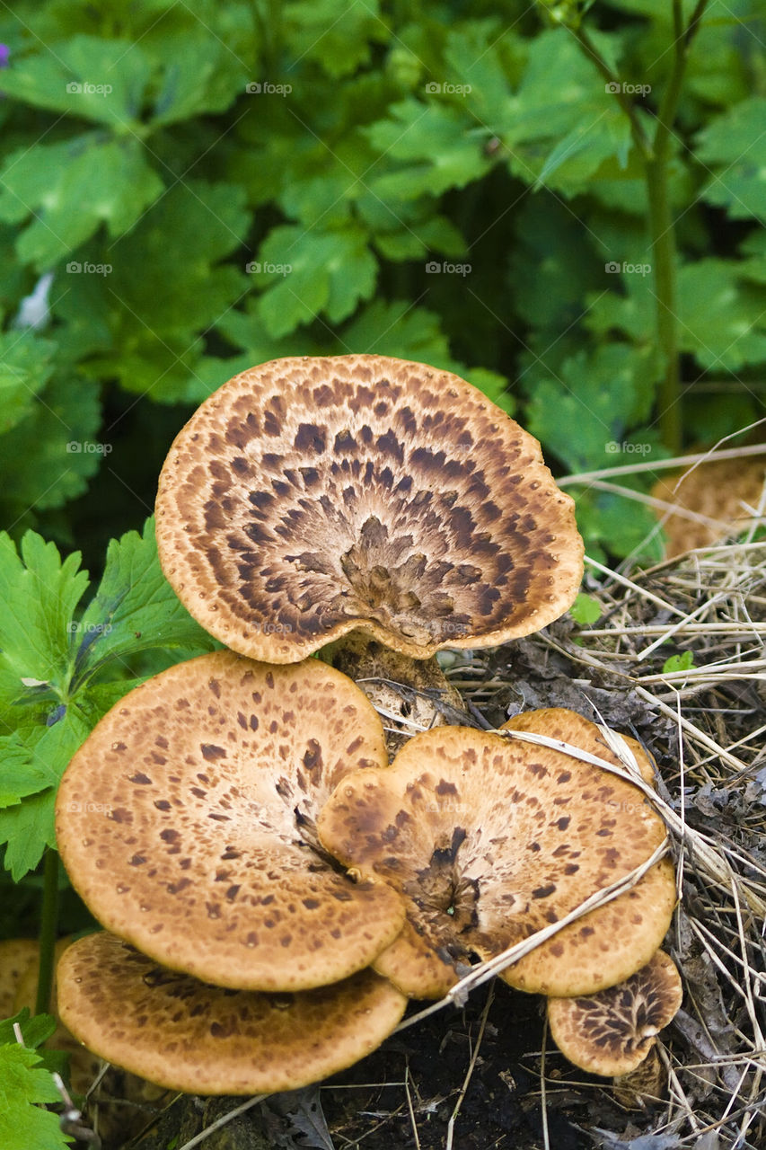 Dryad's saddle