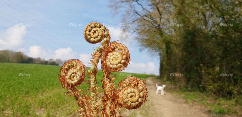 fiddlehead