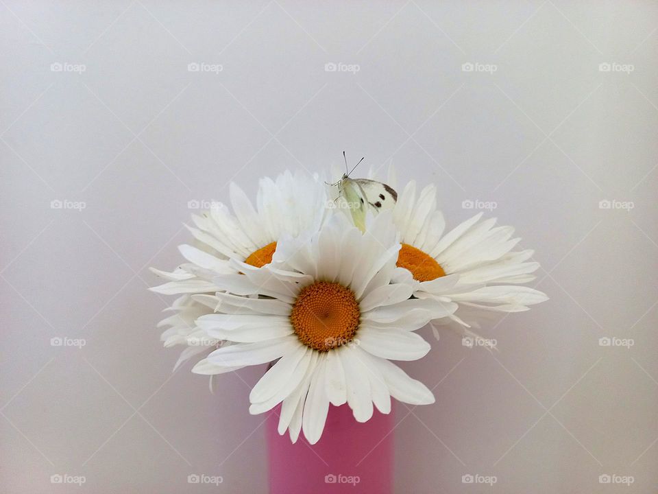bouquet of daisies with a white butterfly.