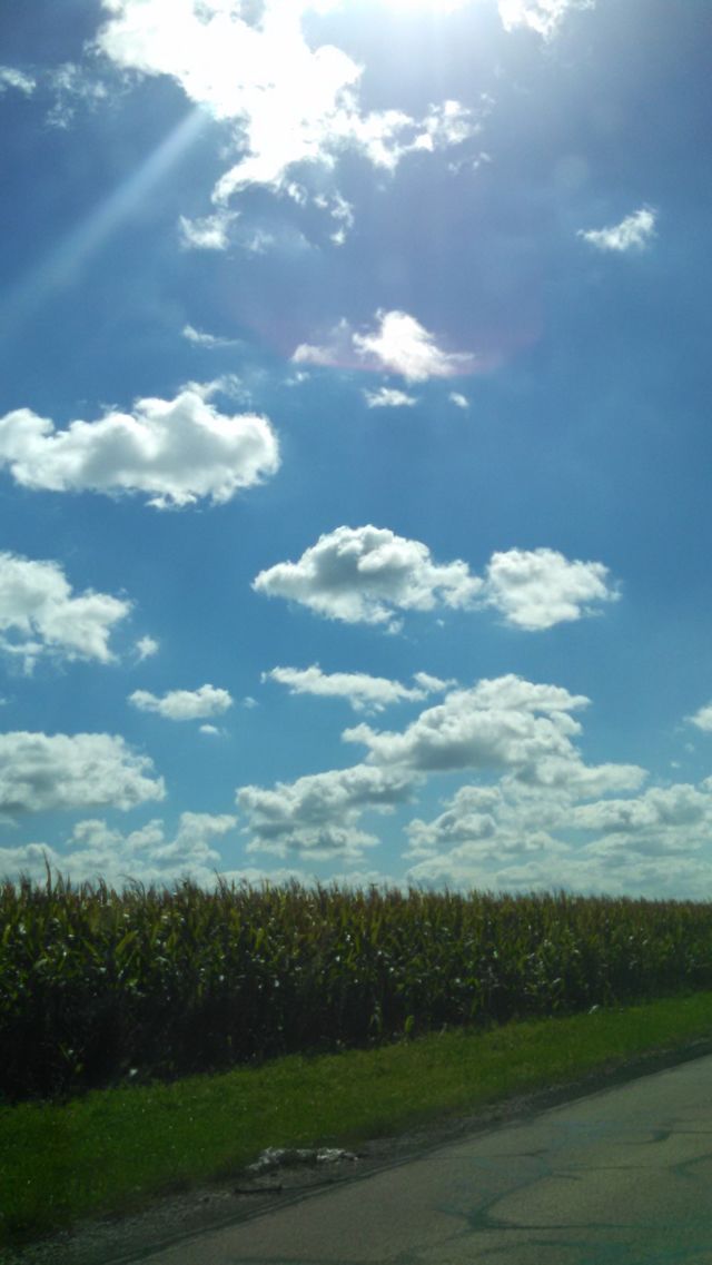 Sunny Day Corn