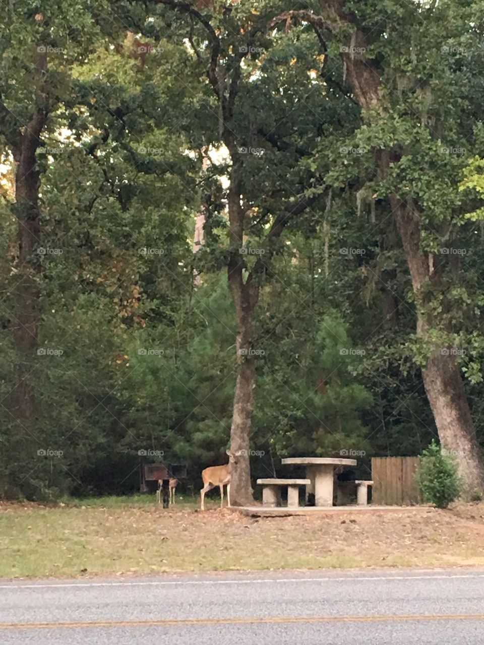 A deer in the park 