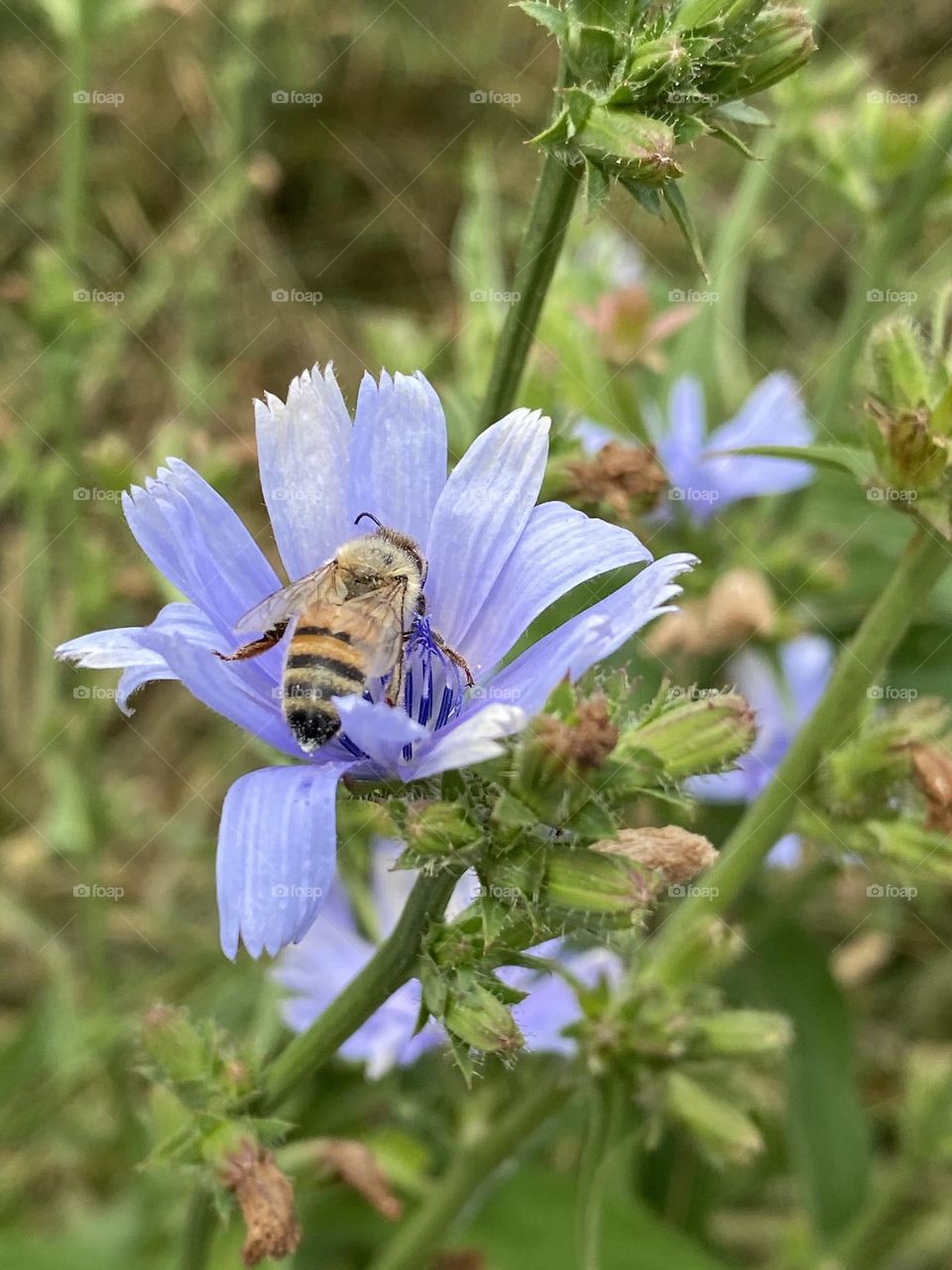 Honeybee on a chicory flower 