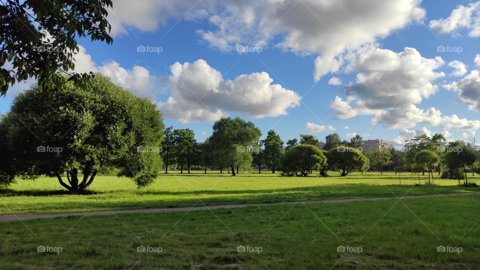 Summer. Park. Trees. Clouds