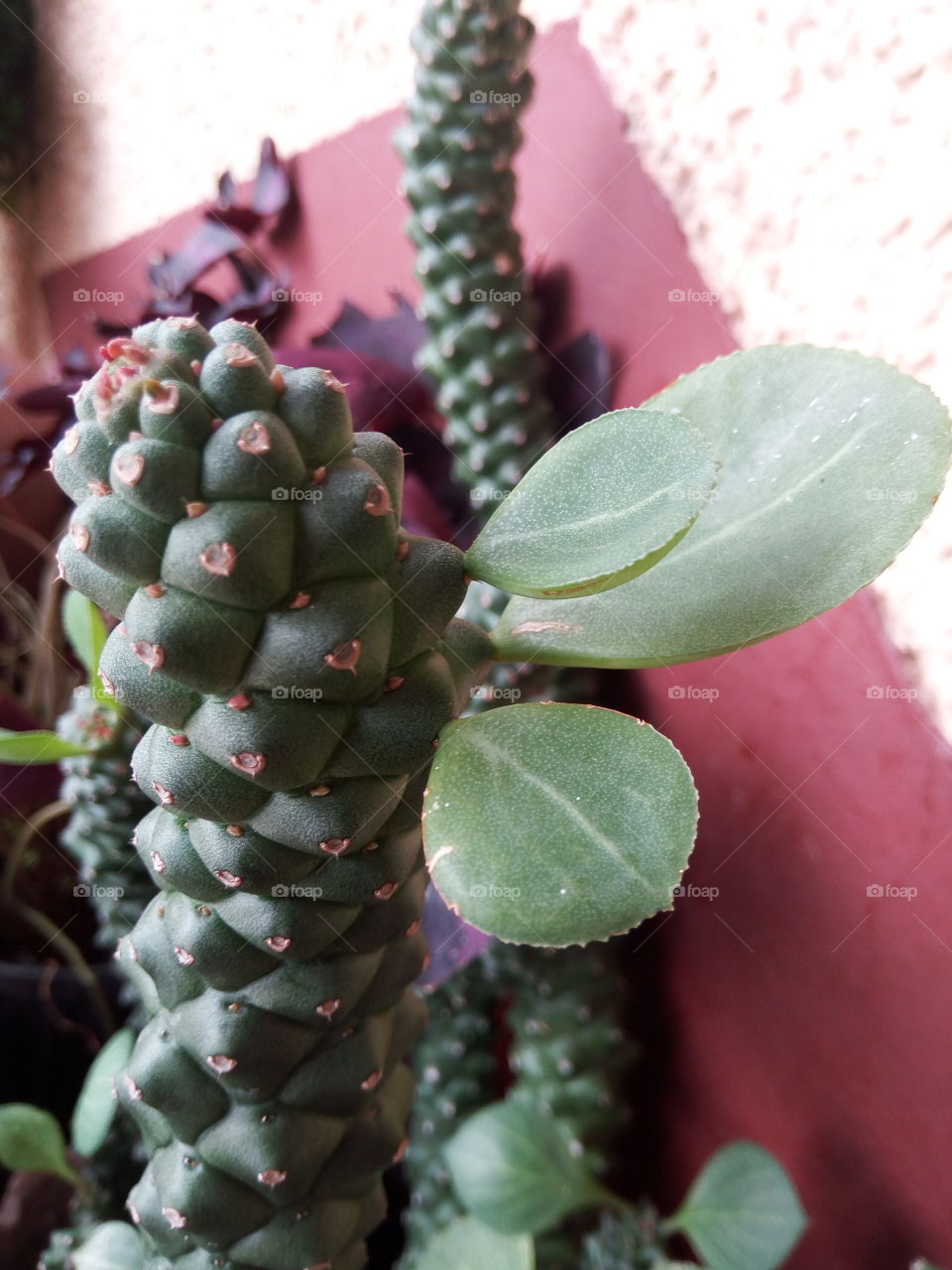 cactus
