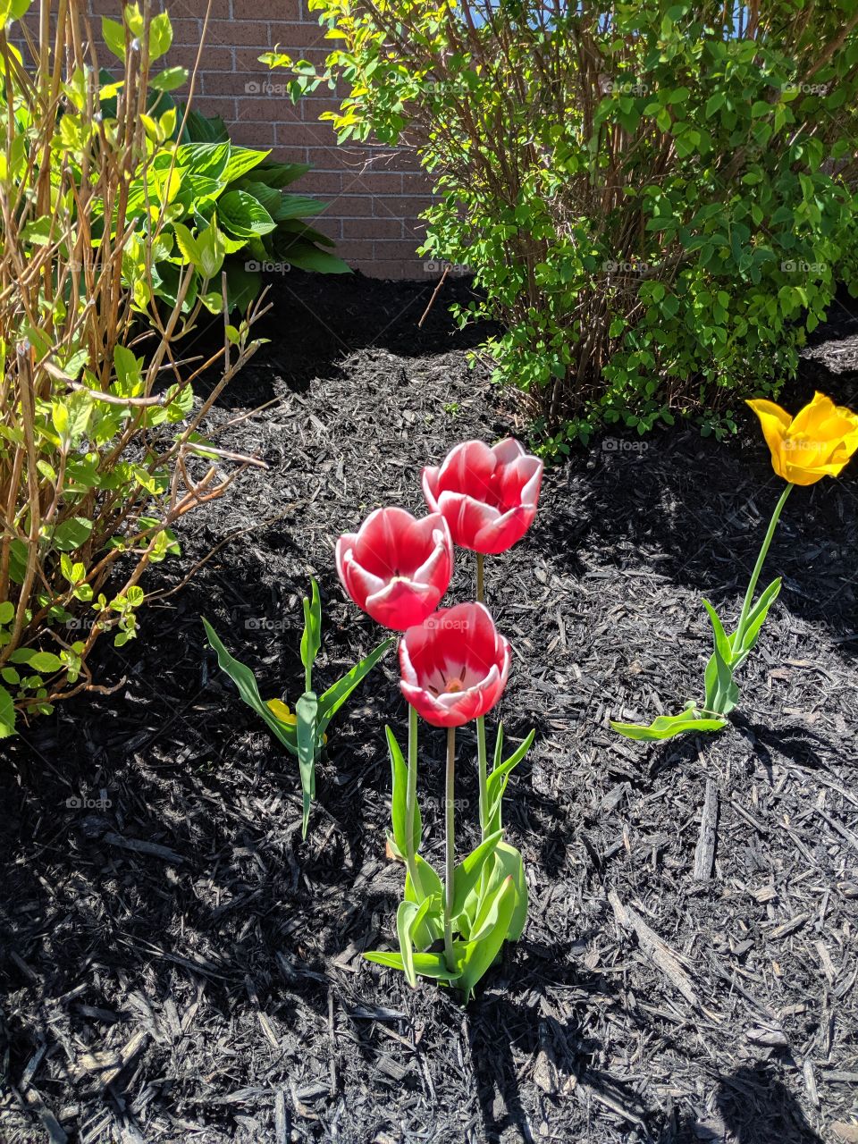 red and white flowers in flower bed, yellow flower visible to the right.