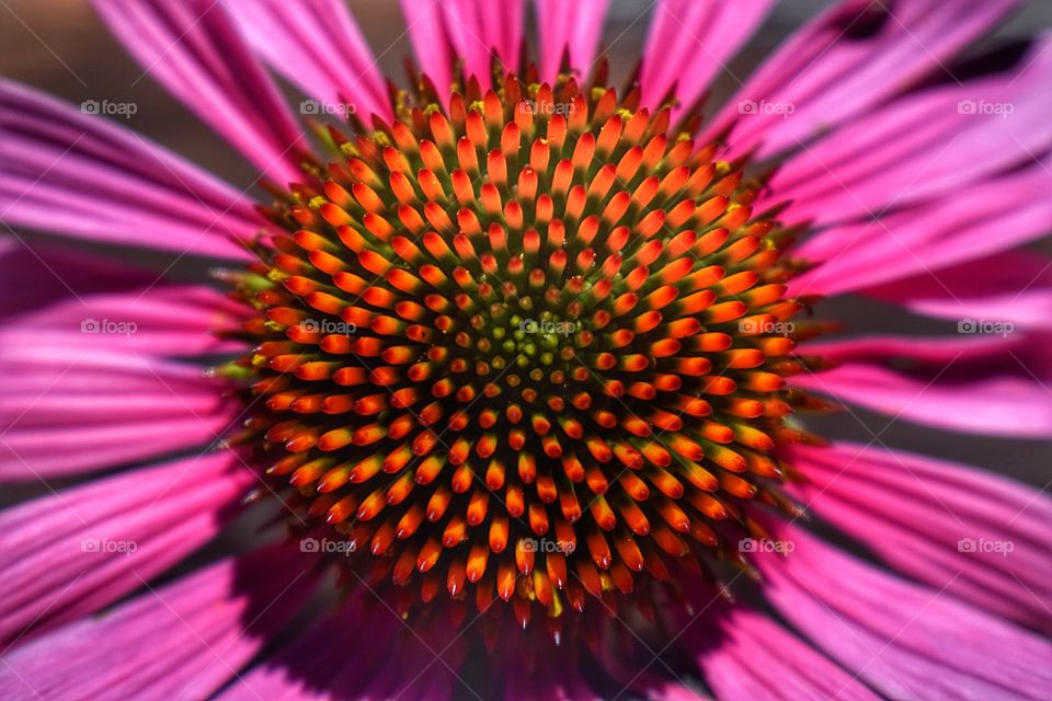 Full frame of coneflower