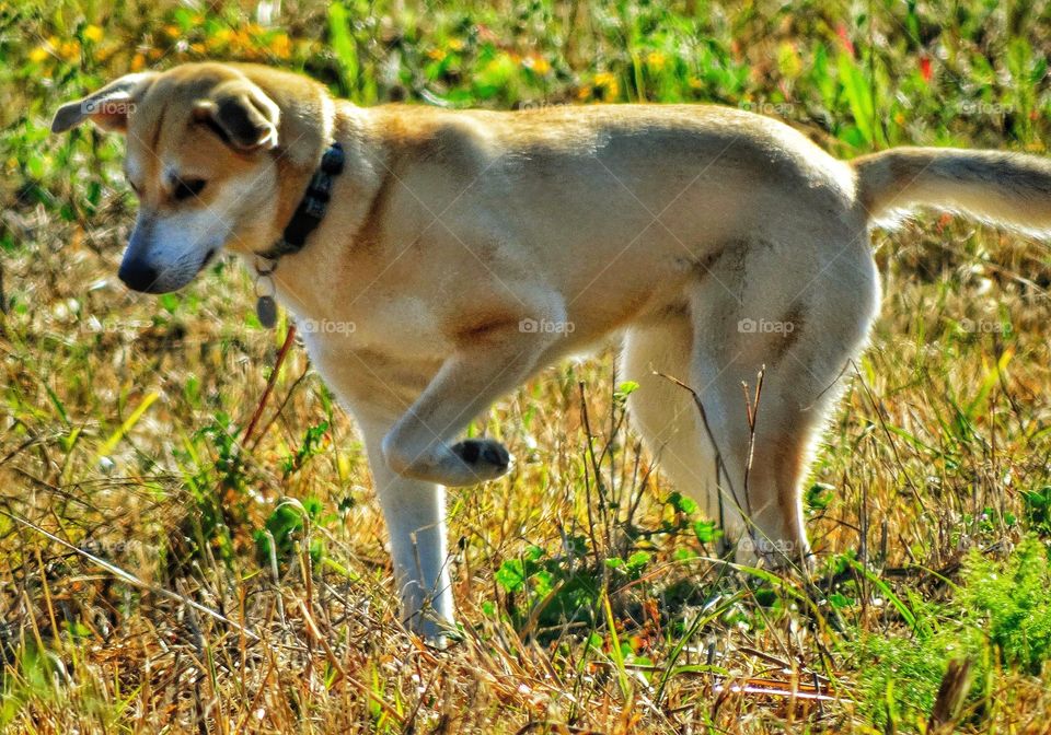 Yellow Lab Playing In A Field