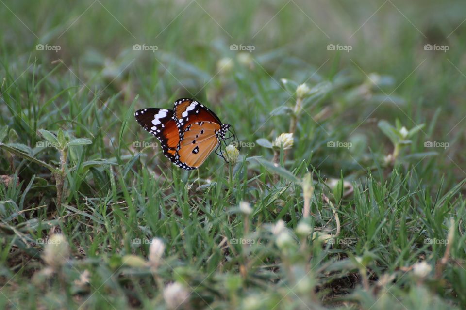 African monarch butterfly