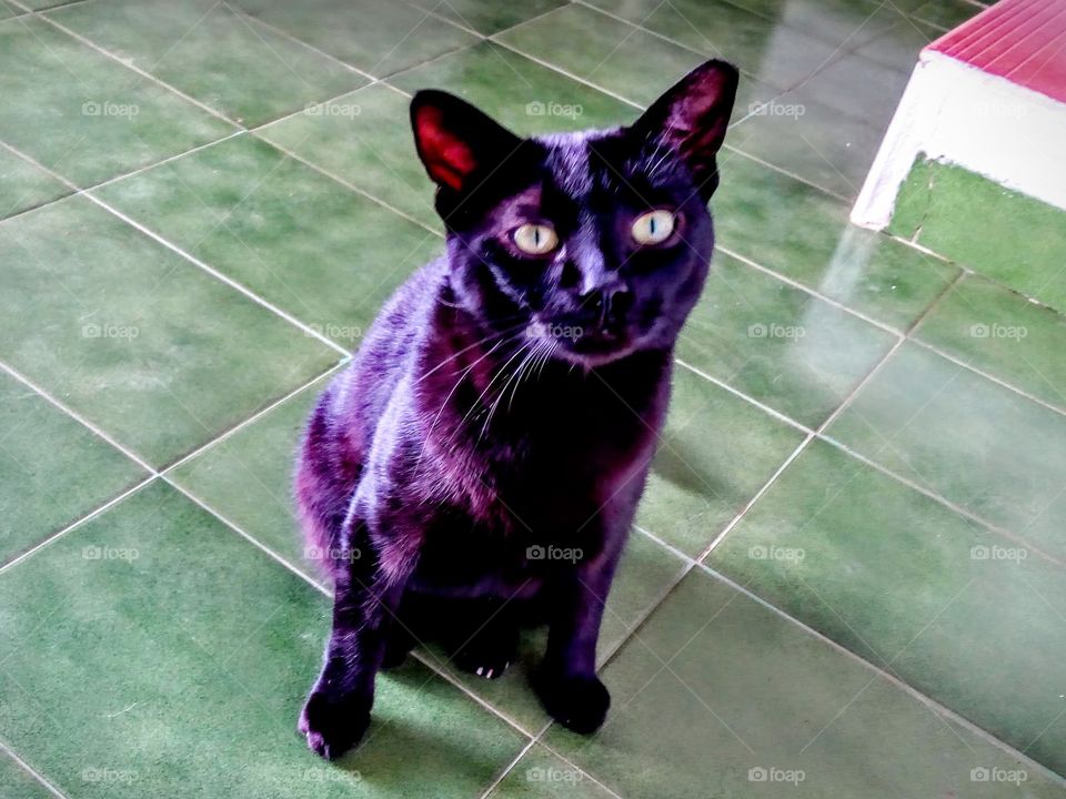 Black nosey cat