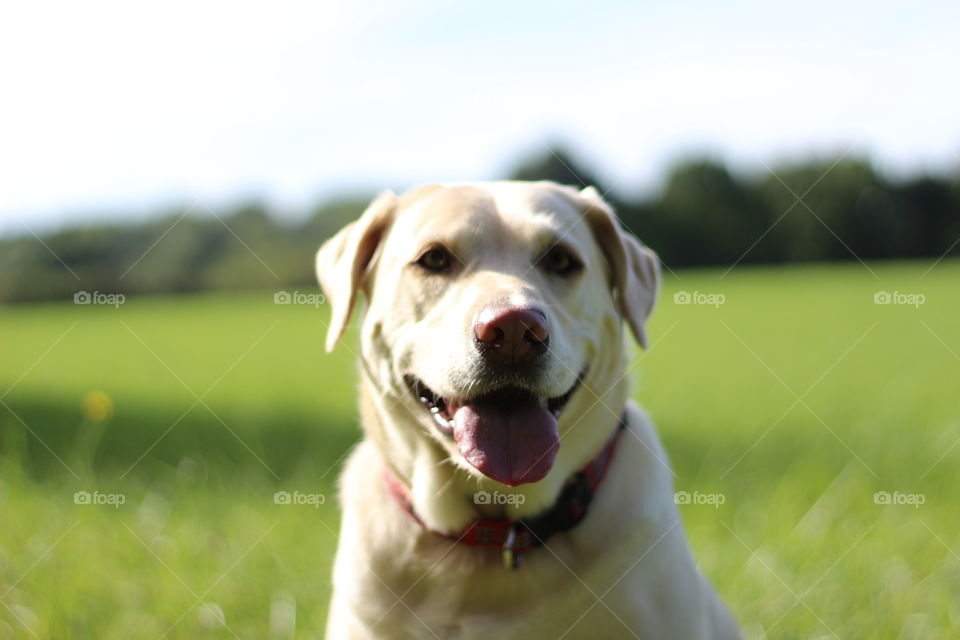 Close-up of a white dog