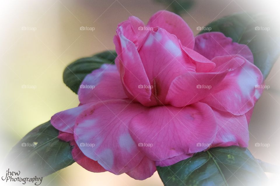 Camellia
