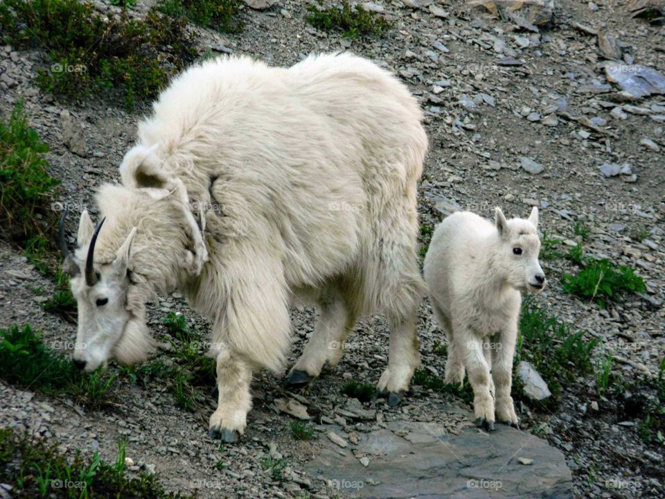 mountain goat family