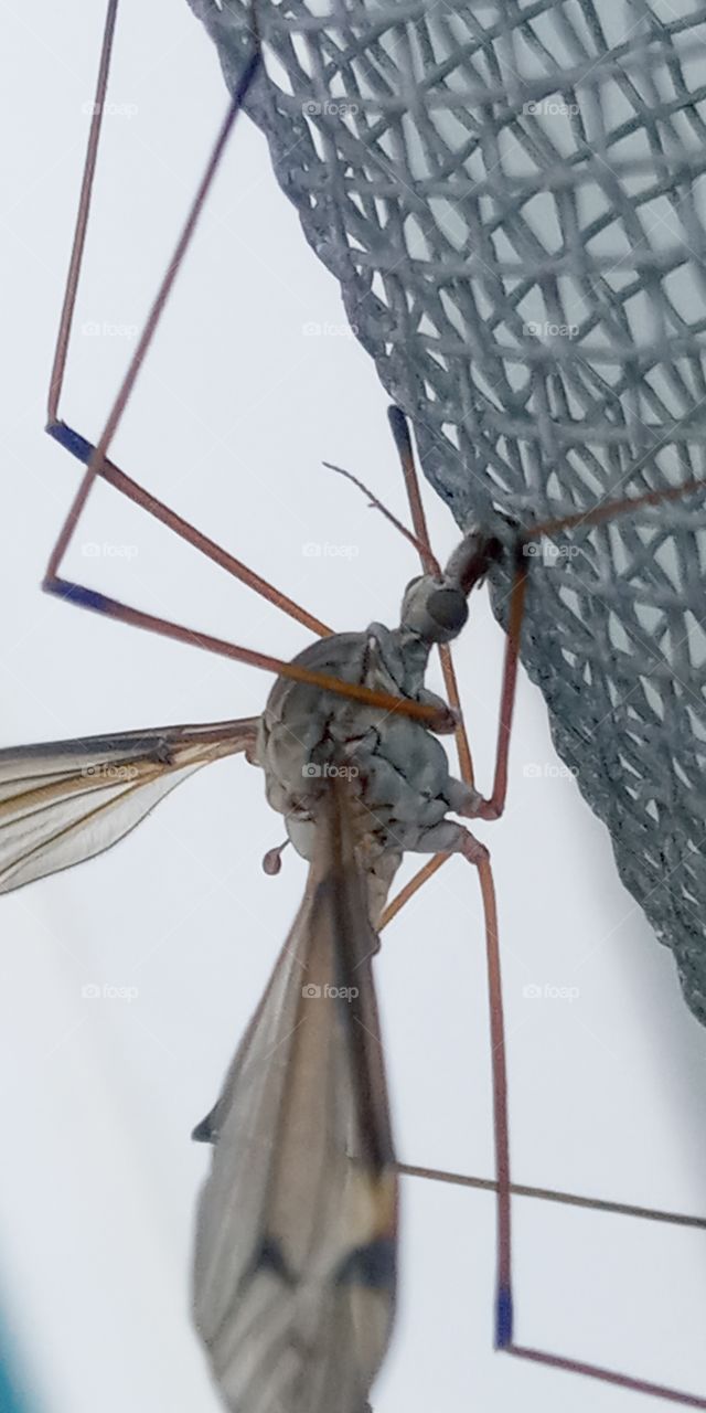 crane fly right side