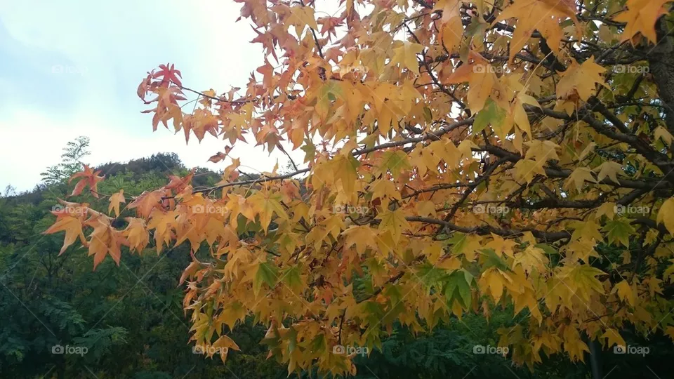 Leaves 