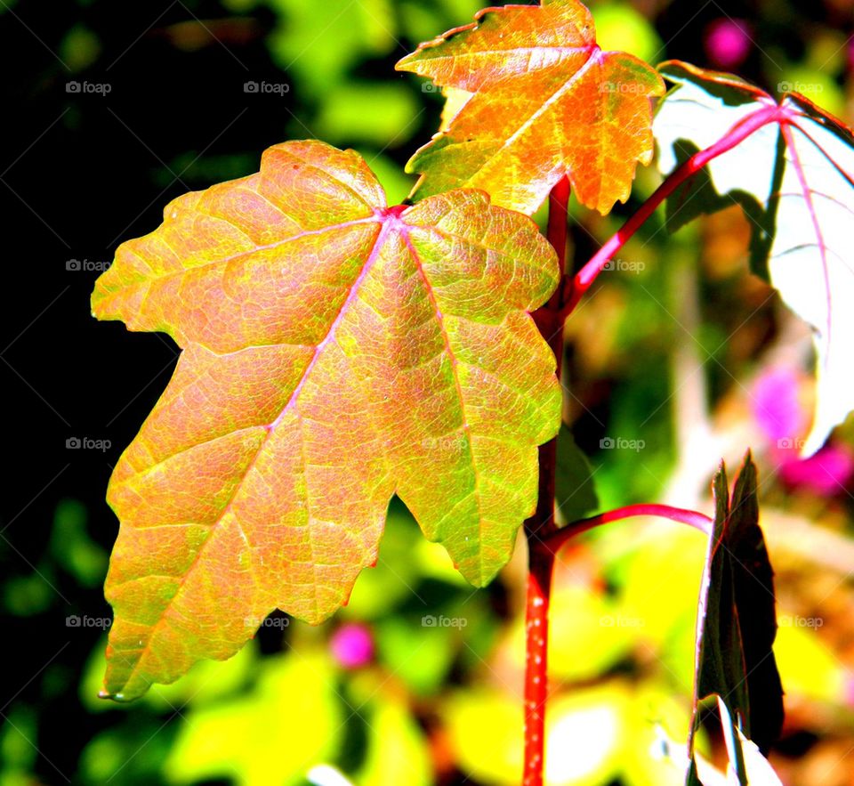 Close-up of autumn leaf