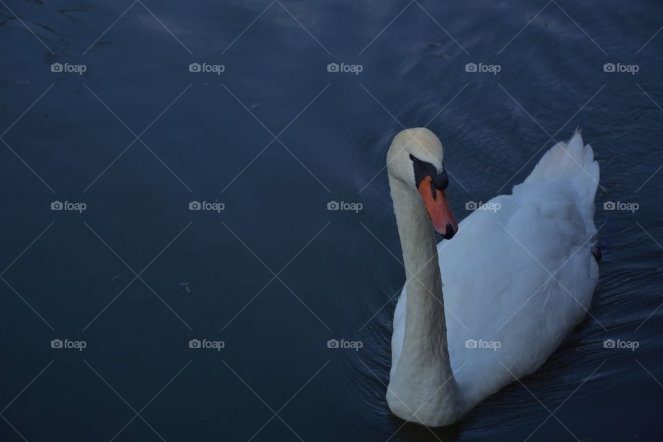 Alone Swan