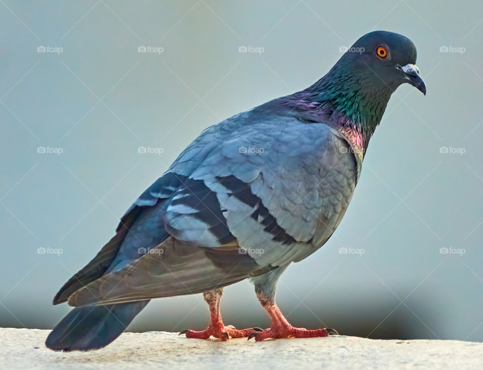 Bird photography - bright eyes - Dove