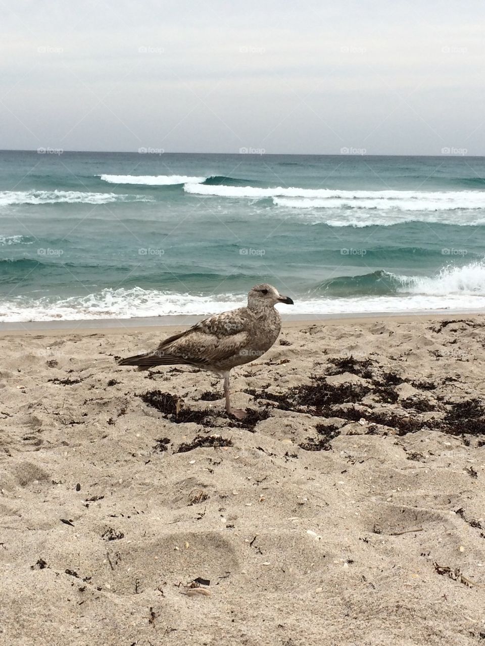 Beach day bird 