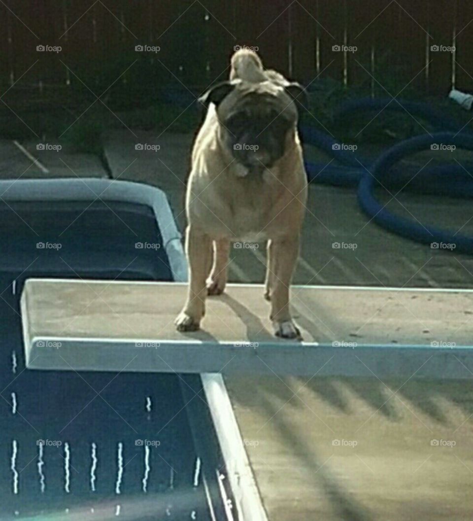 Puggsley is ready to take a dip in the pool!