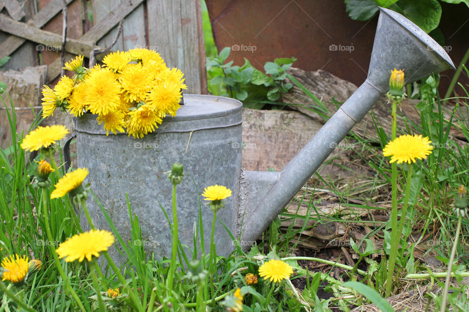 Dandelion, flower, vegetation, plants, meadow, meadow, village, sun, summer, heat, nature, landscape, still life, yellow, white, beautiful, furry,