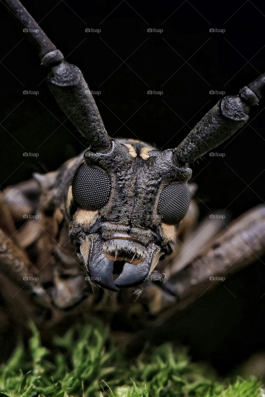 longhorn beetle