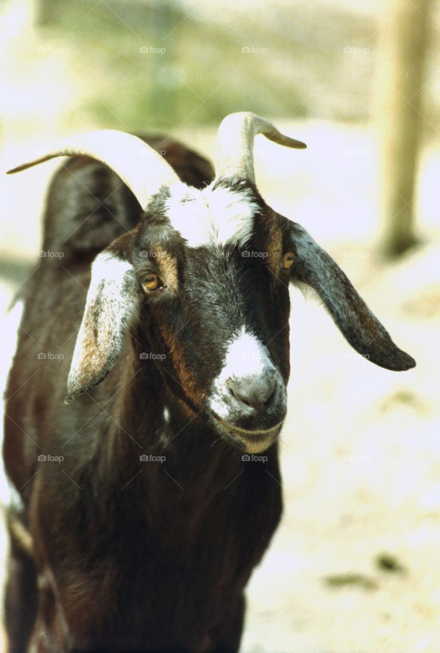 goat. billy goat