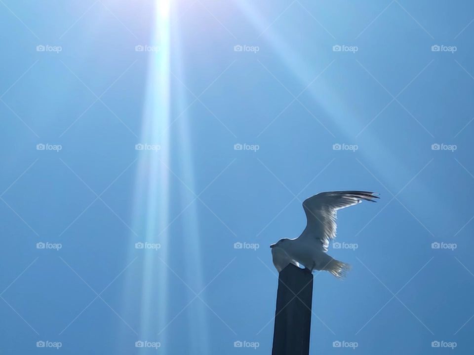 A bird ascending towards the sky
