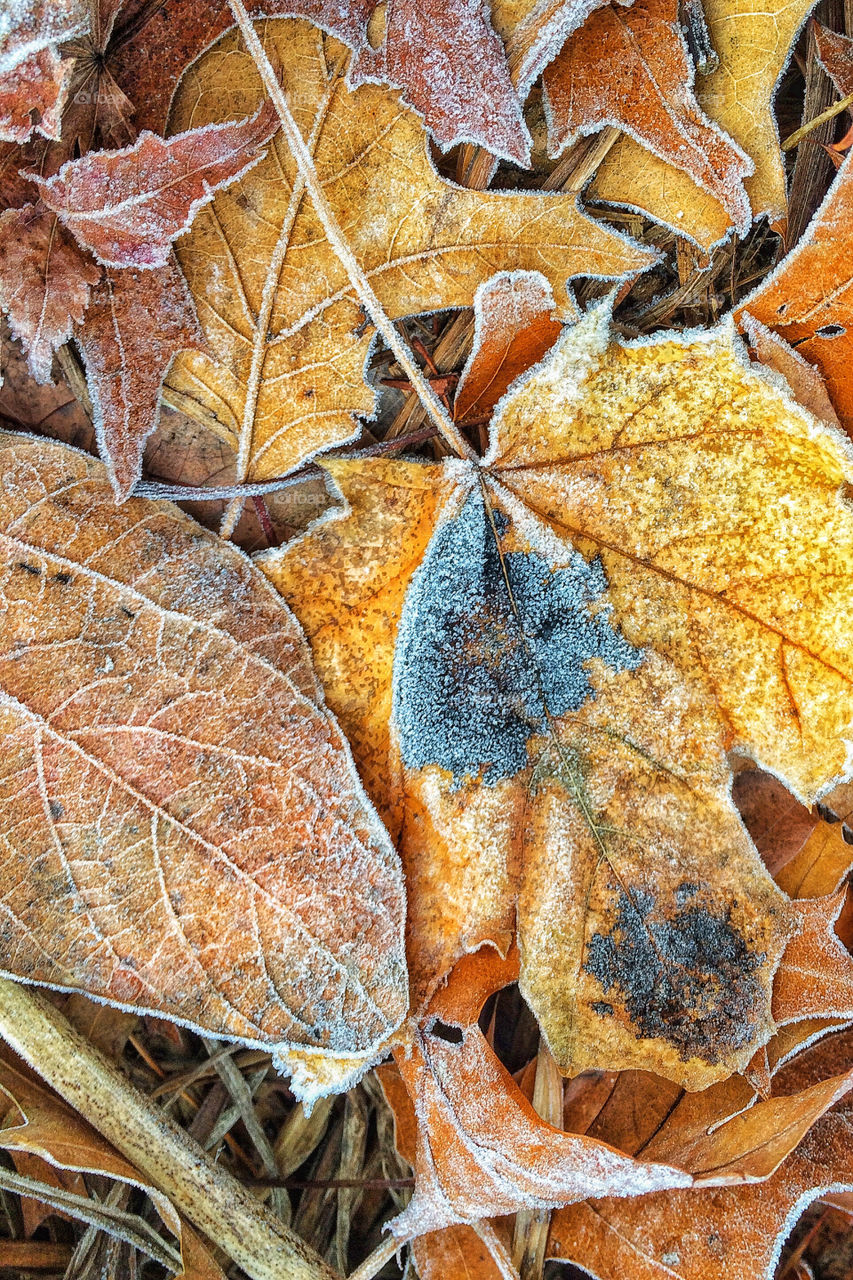 Frosty leaves...