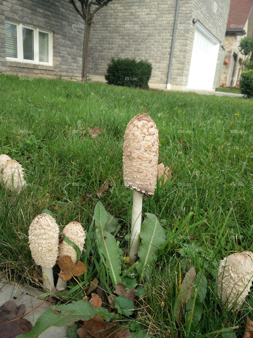 Shaggy Mane Mushrooms