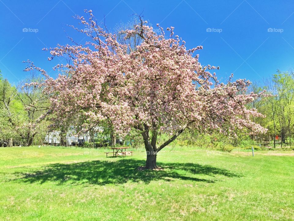 Cherry blossom time . Spring time in door county 
