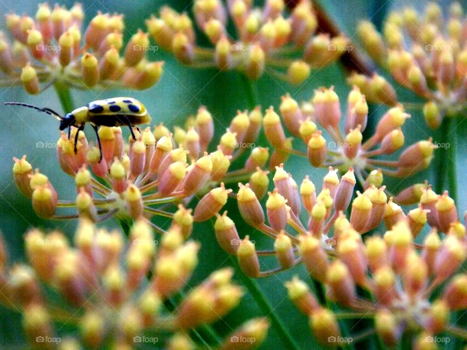 Random photo of a blurry insect resting on a spring flower. Again I know its grainy, but this was taken with a new camera I had bought at the time and I had no idea how to use all its features it had!!ππ·