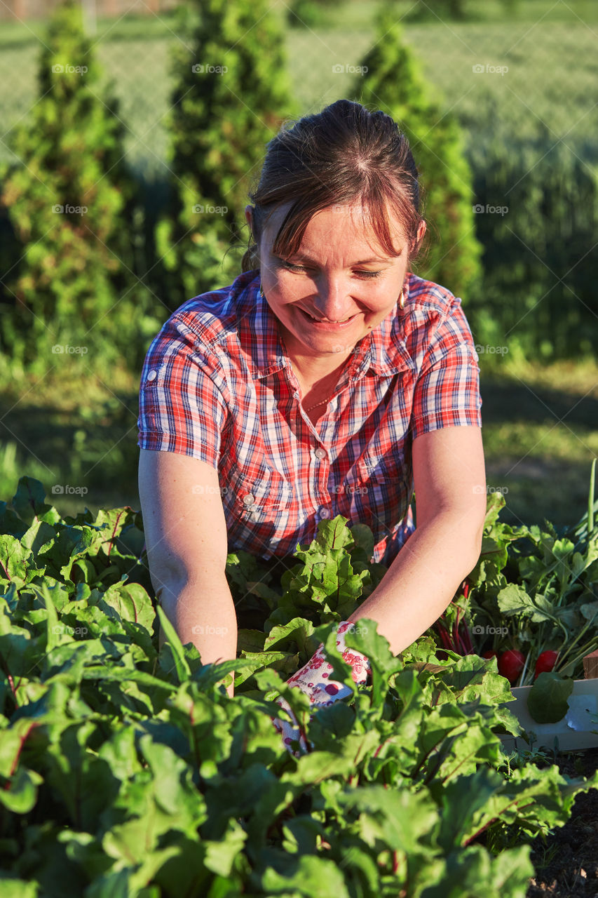 Woman working in a home garden in the backyard, picking the vegetables and put to wooden box. Candid people, real moments, authentic situations