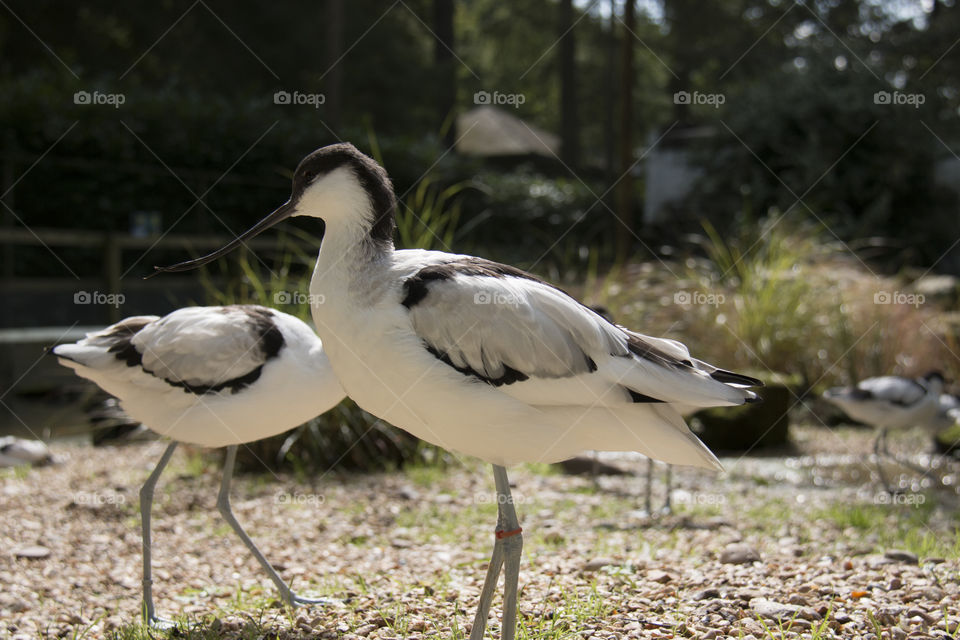 Yet another Wader. Yet another Wader