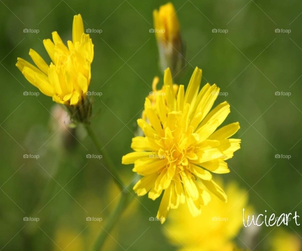 yellow flower