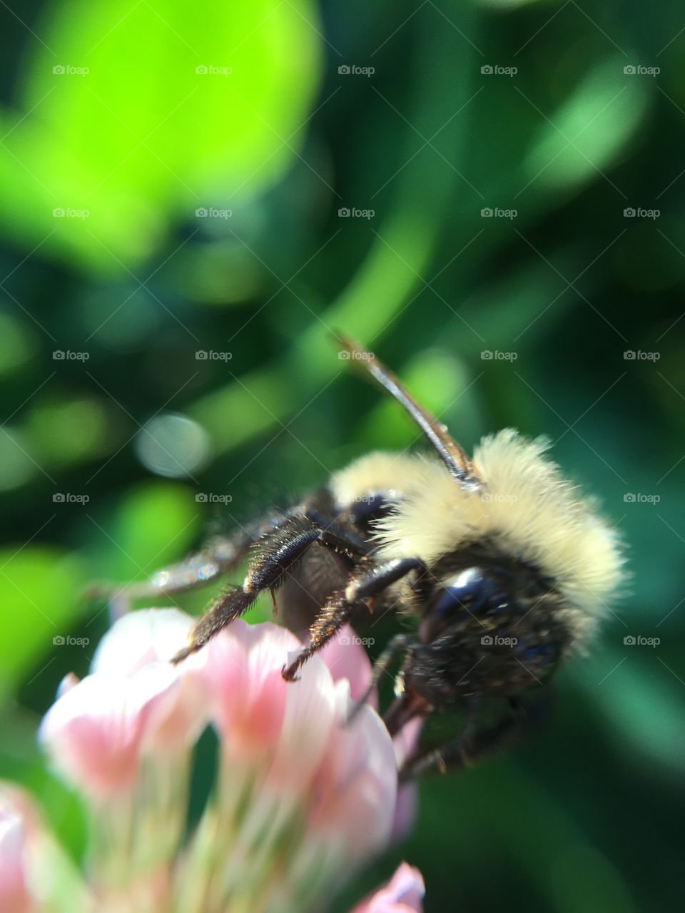 bumble bee 