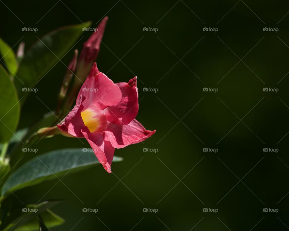 Pink Fuchsia in bloom 