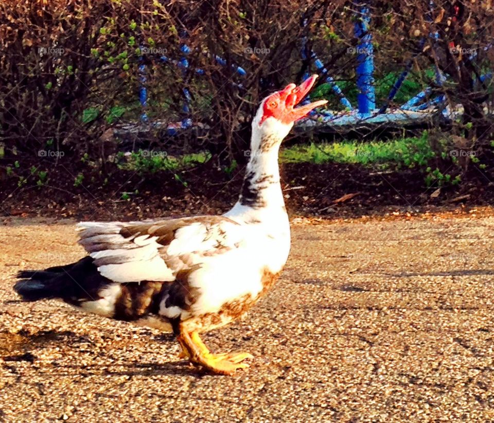 Muscovy duck speaking his mind. 