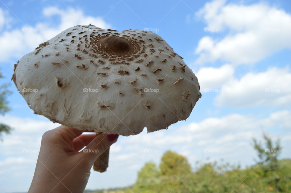 mushroom in macro