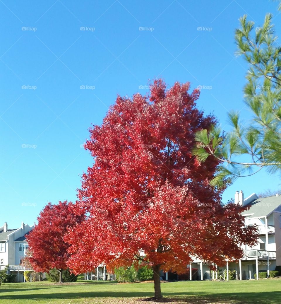 Tree, No Person, Leaf, Fall, Park