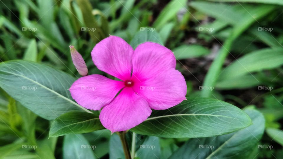 Pink colour flower