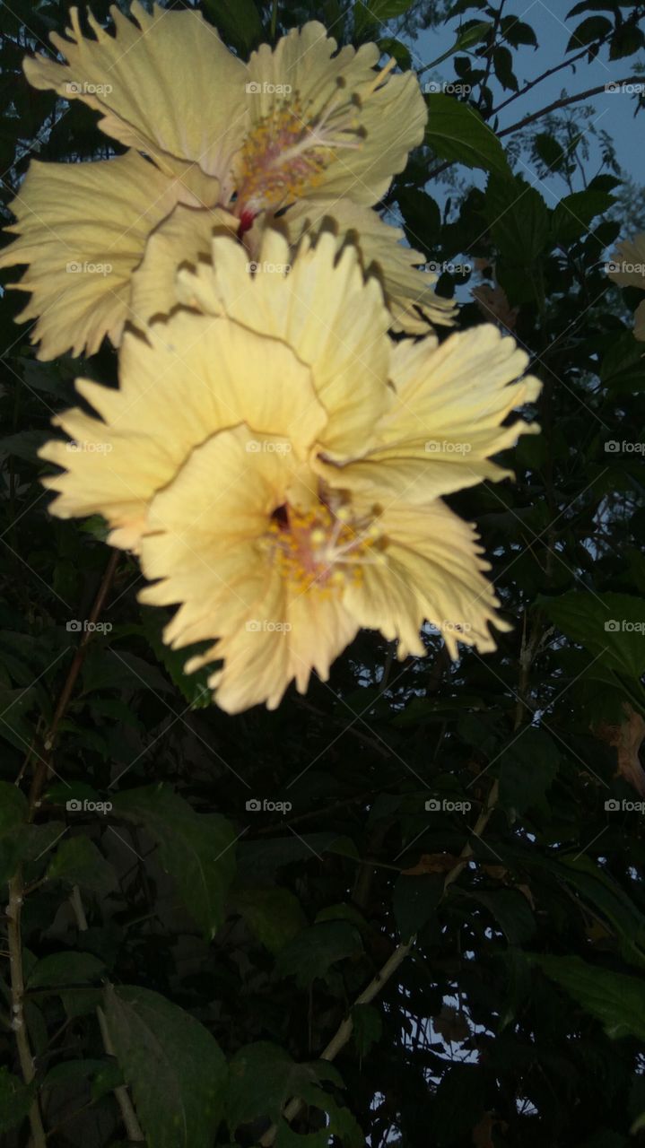 Lovely Naturally Hibiscus