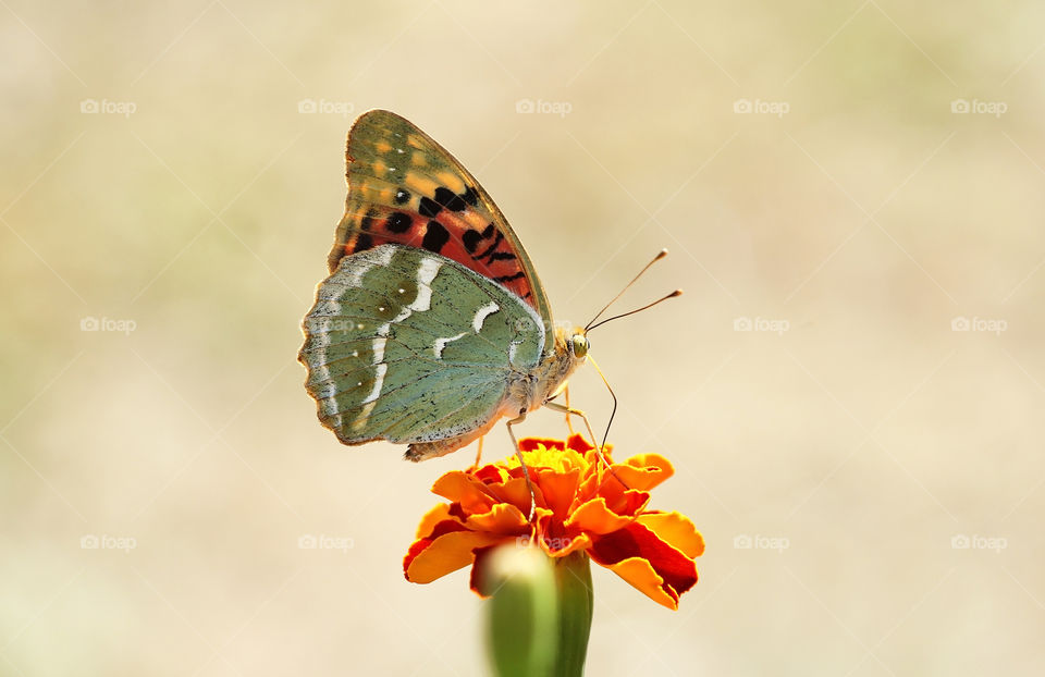 Beautiful butterfly