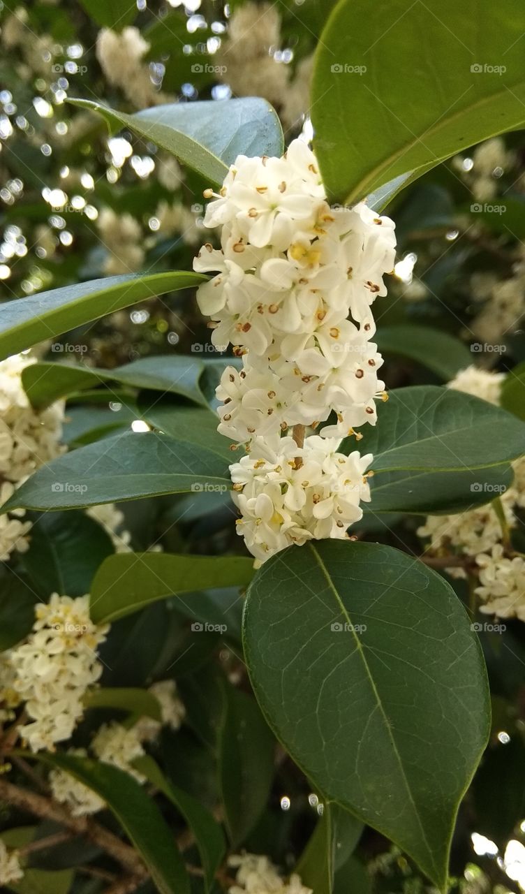 осень цветы природа