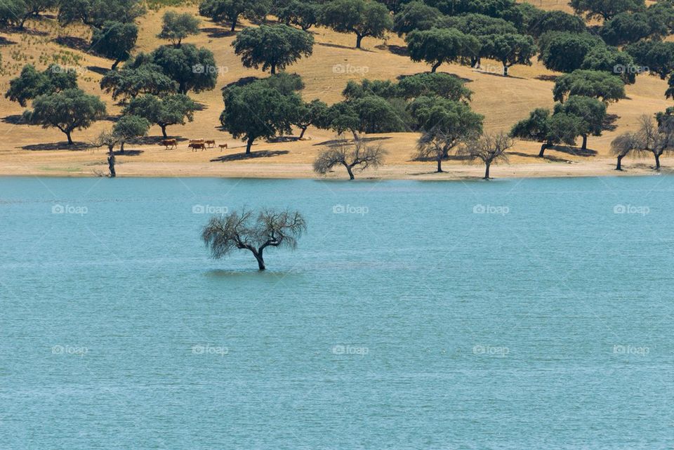 Tree in water