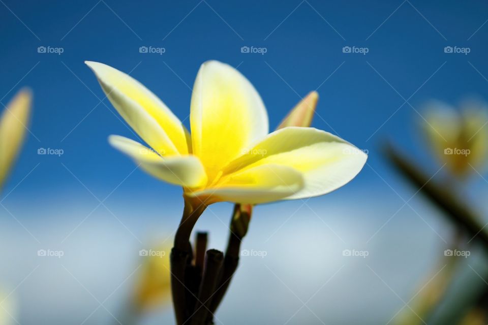 Plumeria