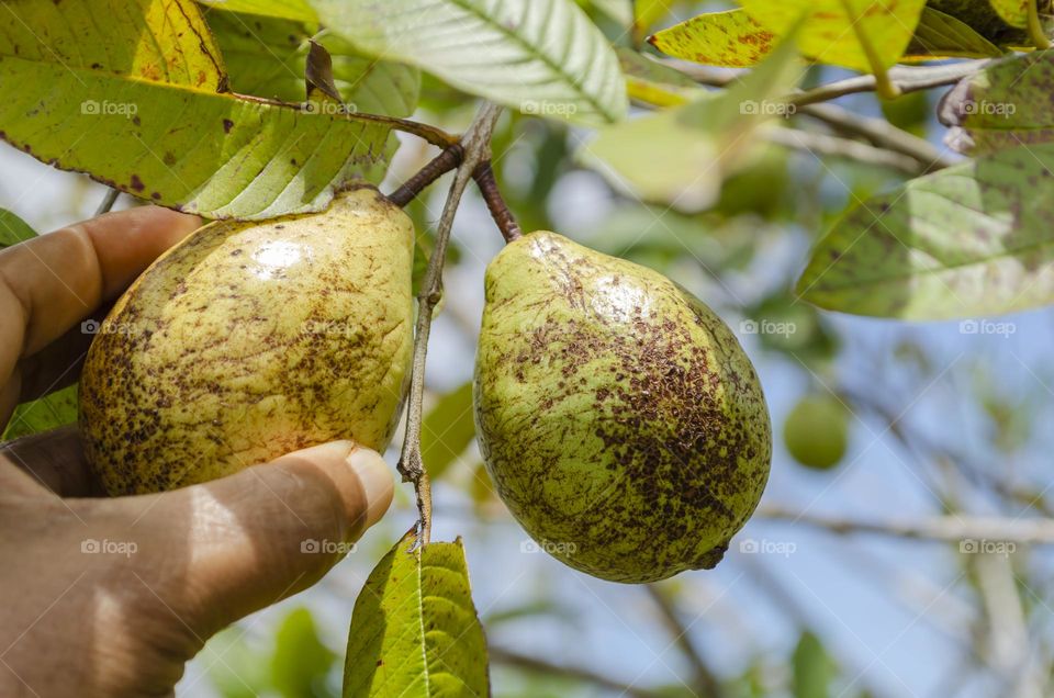 Reaping Guava