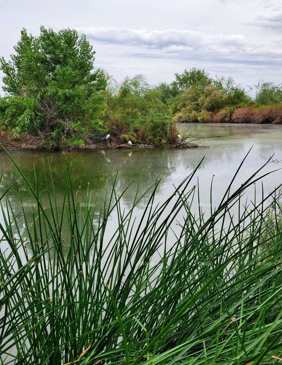 Cloudy Day at the Lake