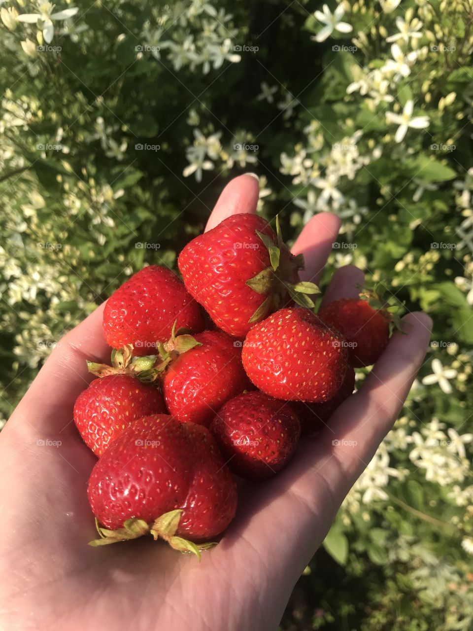 Ripe strawberries from the garden.