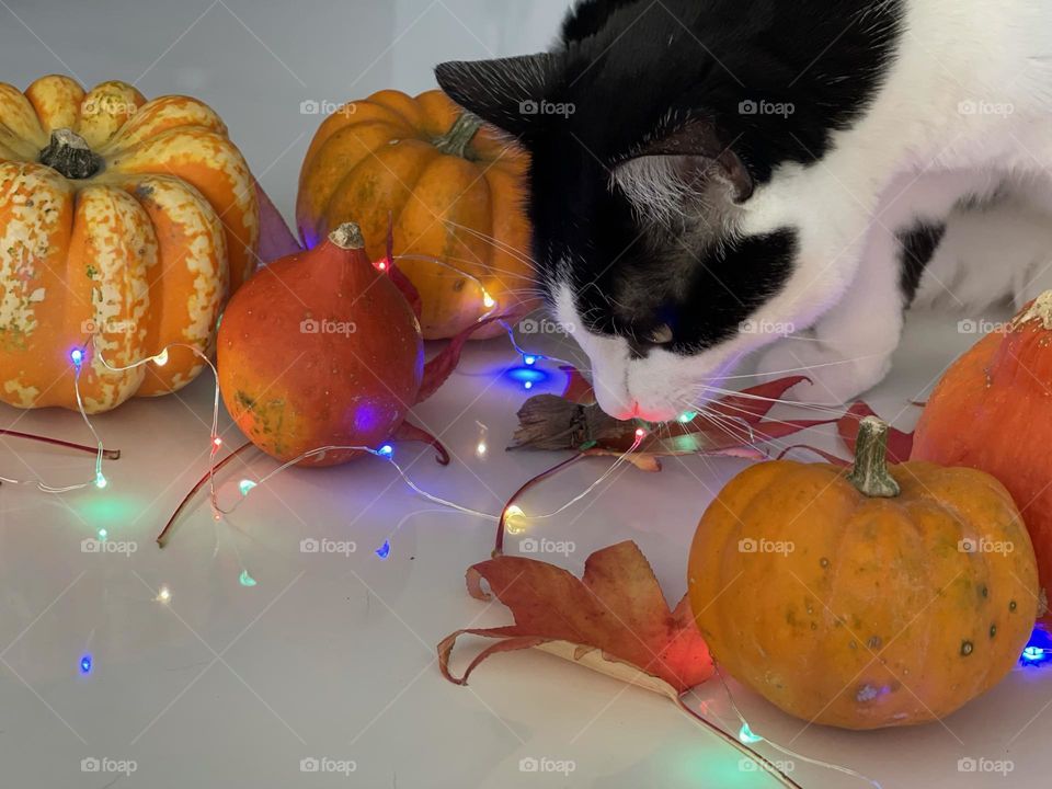 Tuxedo cat with orange leaves and pumpkins against clear background 